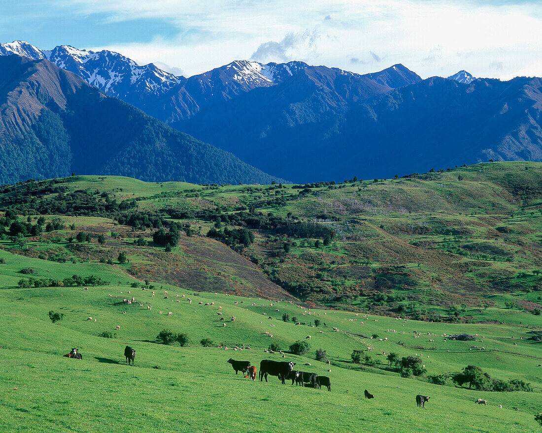 Neuseeland, Südinsel, Rinder grasen auf grünen Weiden in den Bergen
