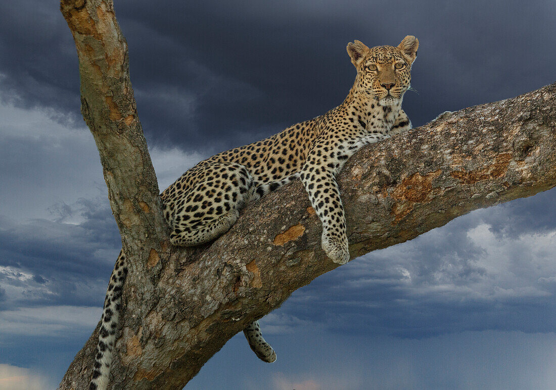 Botswana, Chobe National Park, Leopard ruht auf Baum