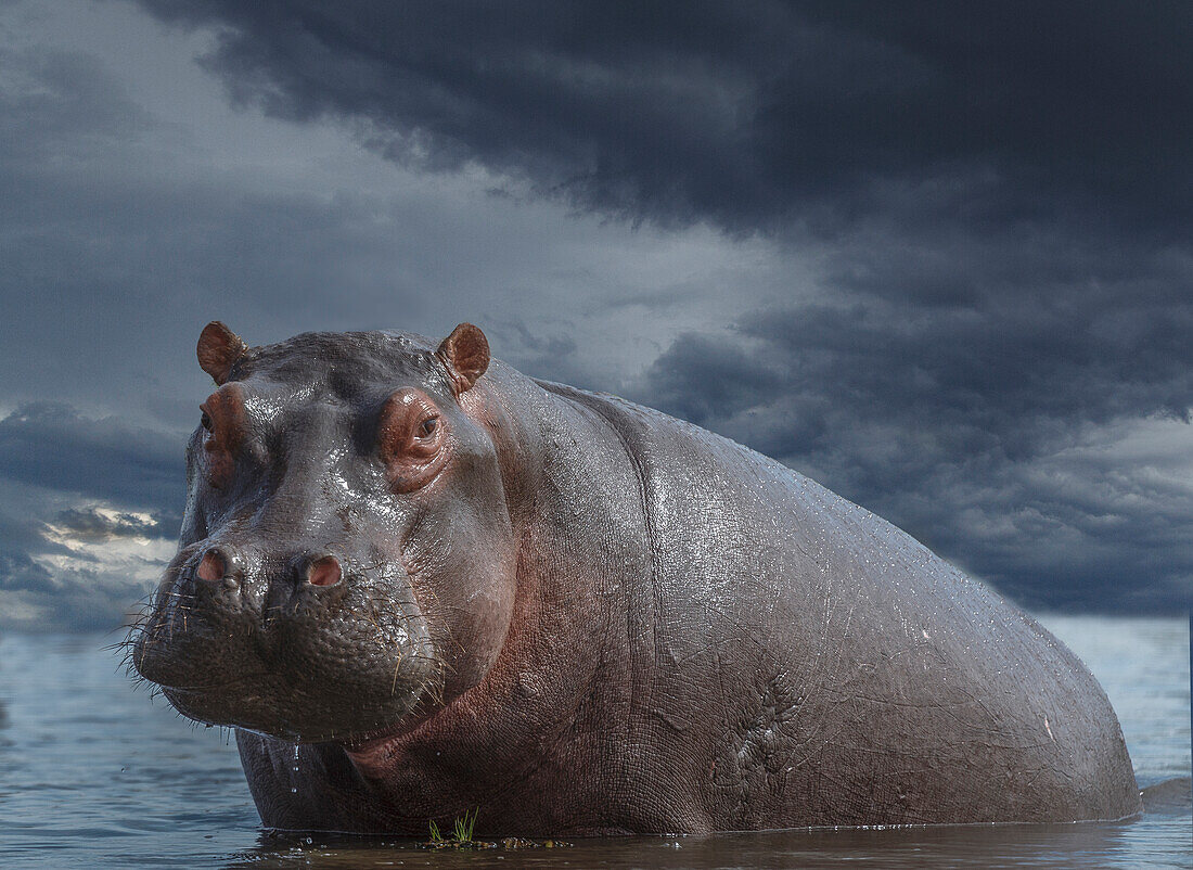 Botswana, Chobe National Park, Hippo im Sumpf