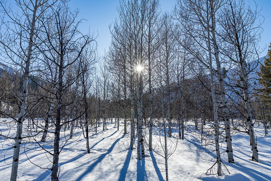 USA, Idaho, Sun Valley, Mountain and trees in winter