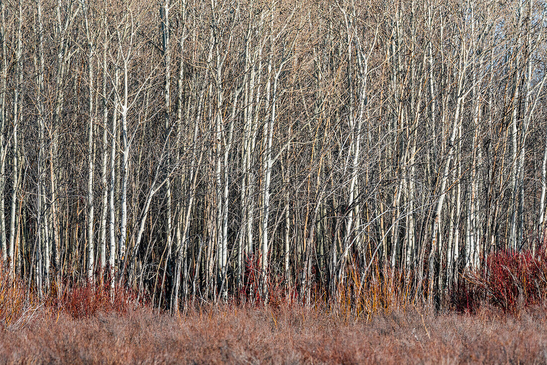 USA, Idaho, Bellevue, Leafless trees in autumn