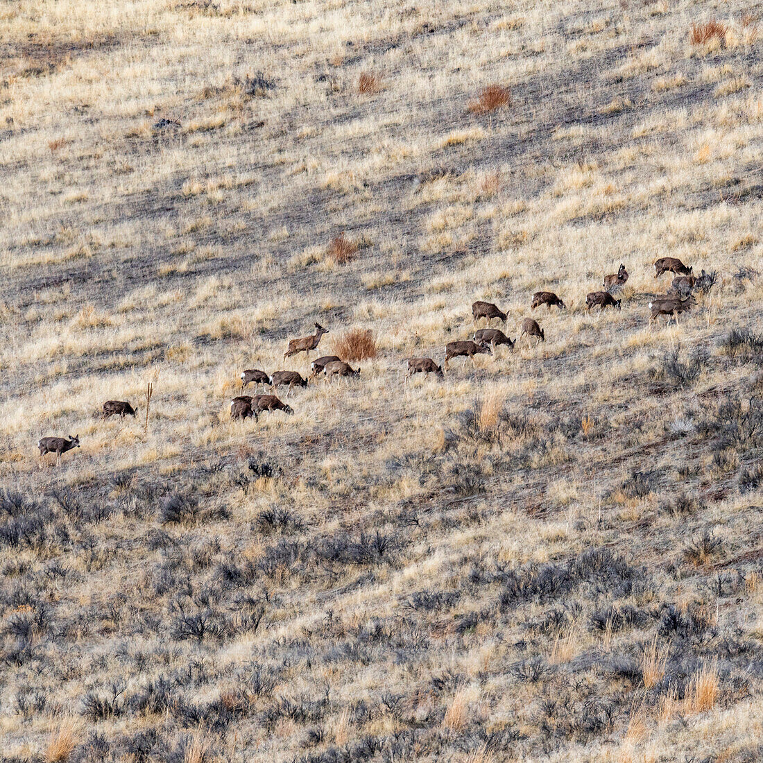 USA, Idaho, Bellevue, Herd of deer grazing on hillside