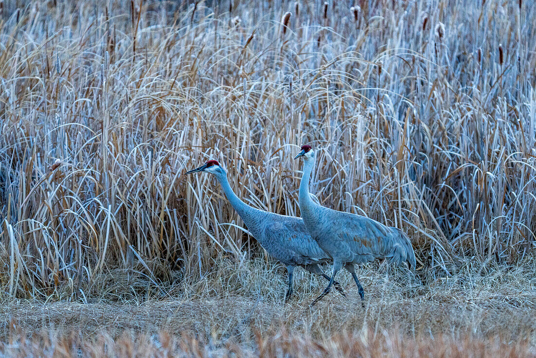 USA, Idaho, Bellevue, Sandhill cranes (Antigone canadensis) in marsh
