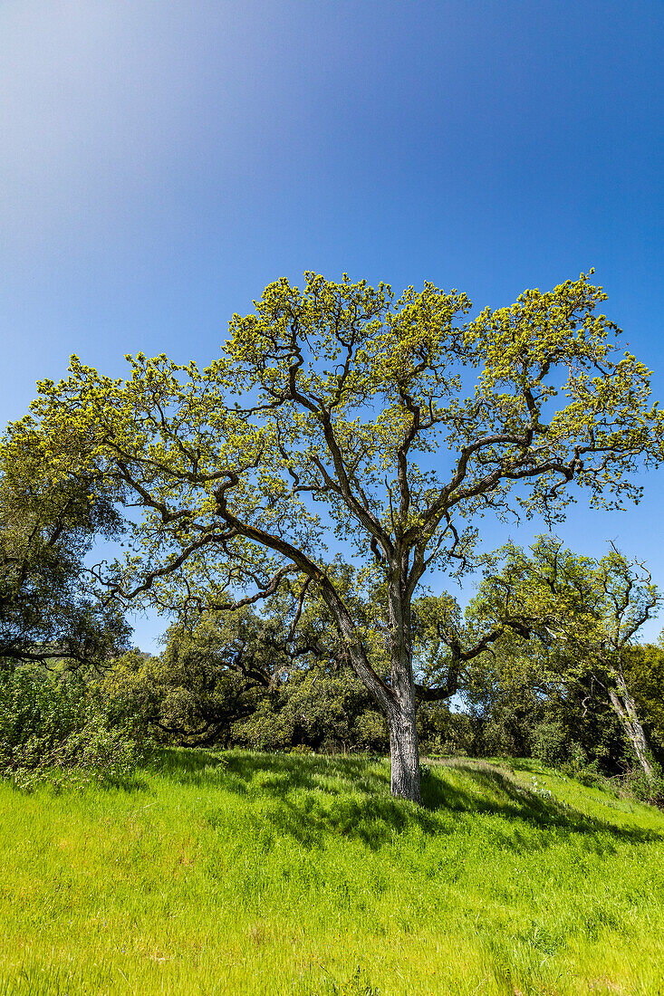 USA, California, Walnut Creek, California Oak trees in green field in springtime