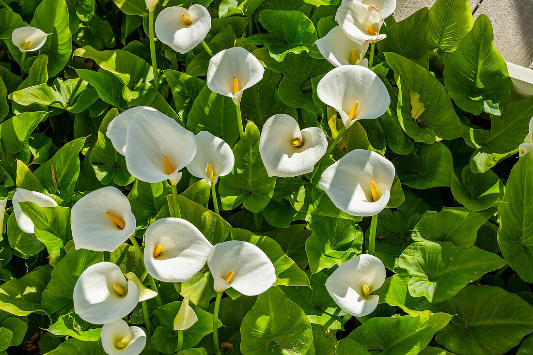 USA, Kalifornien, Los Osos, Bed of Cala Lilies im Frühling