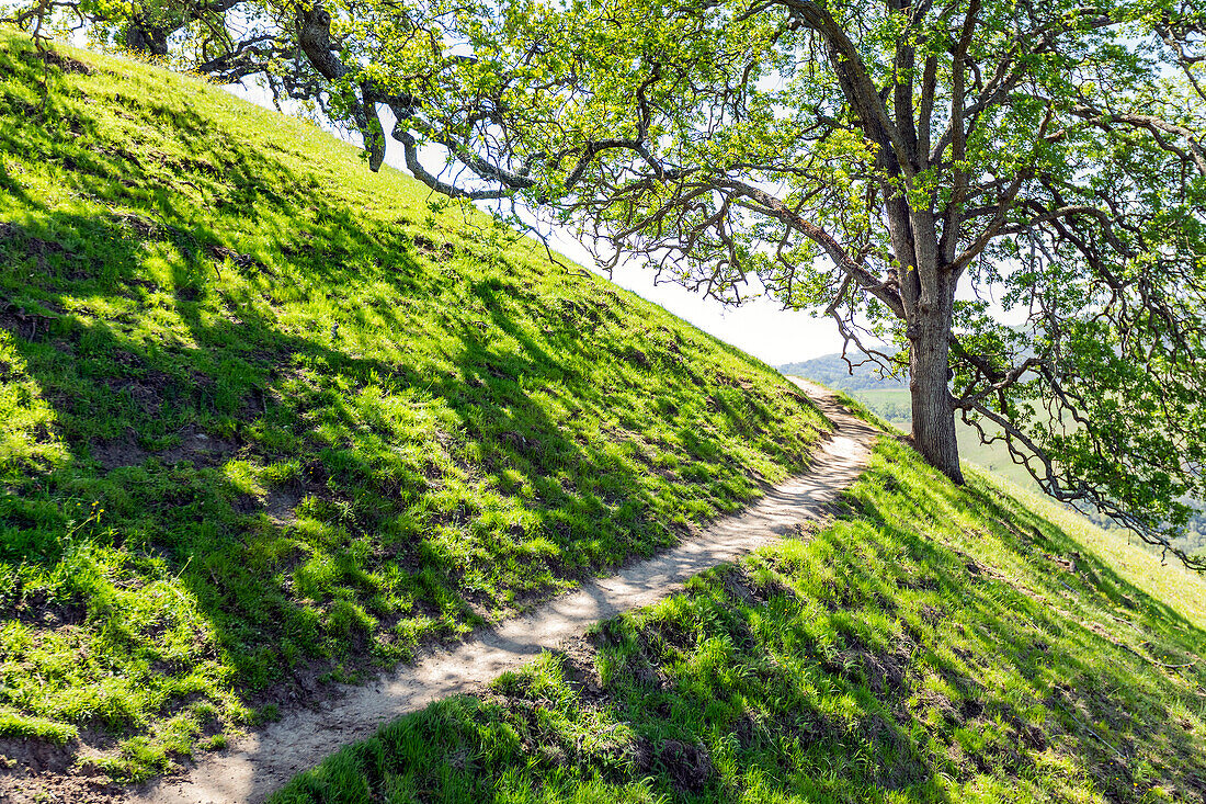 USA, Kalifornien, Walnut Creek, Kalifornien Eichen wachsen im Frühling auf grasbewachsenen Hügeln