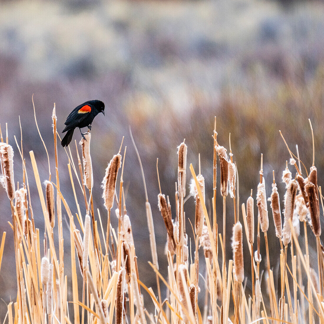 USA, Idaho, Bellevue, Red-winged blackbird (Agelaius phoeniceus) perching on cattails in marsh near Sun Valley