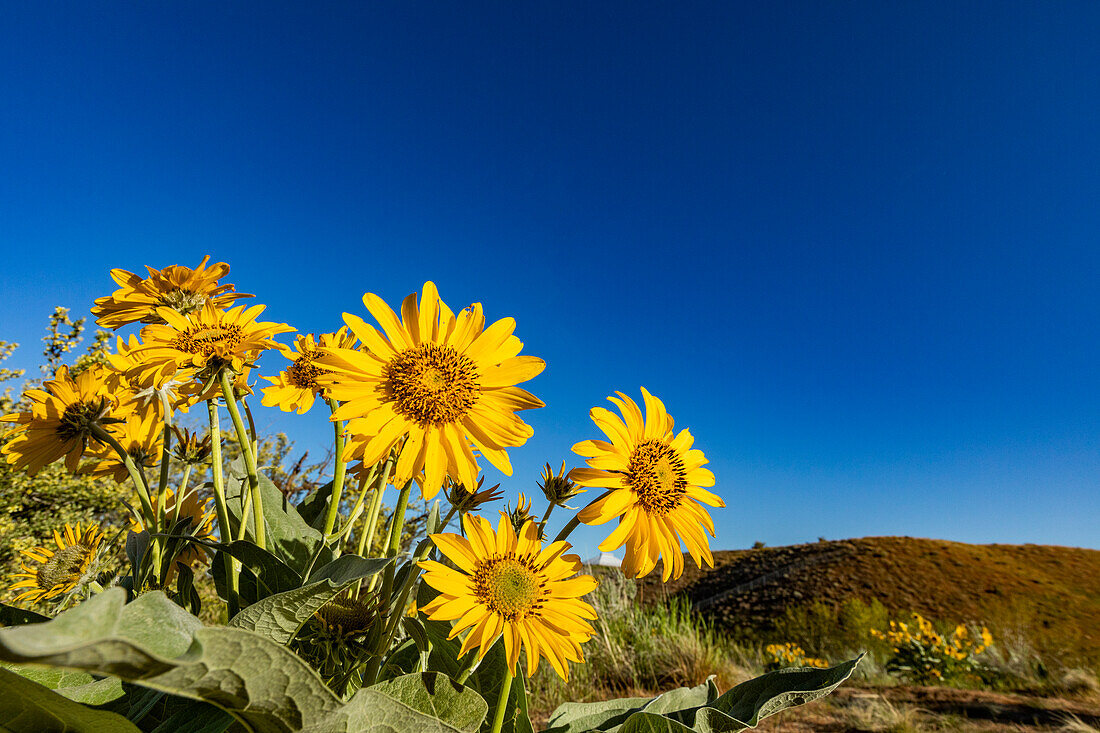 USA, Idaho, Boise, Arrowleaf balsamroot (Balsamorhiza sagittata) against blue sky