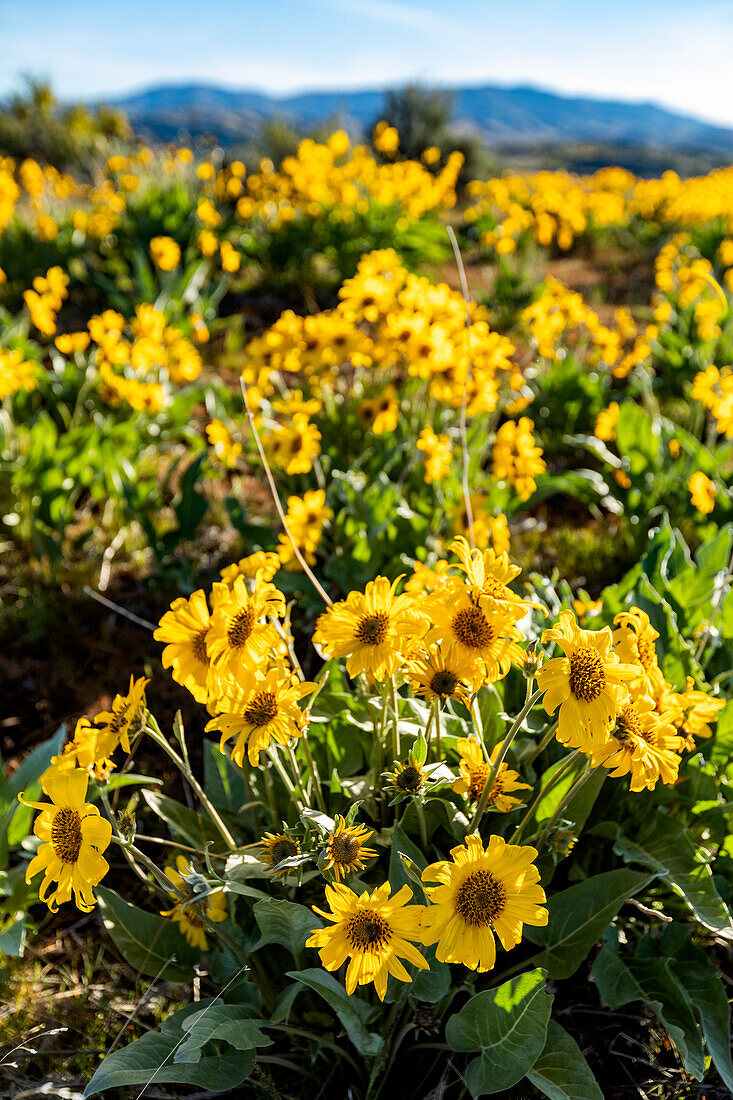 USA, Idaho, Boise, Field of arrowleaf balsamroot (Balsamorhiza sagittata)