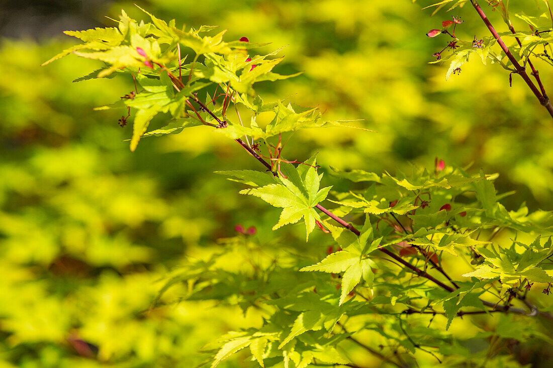 Close-up of Japanese maple (Acer palmatum) blooms in Springtime