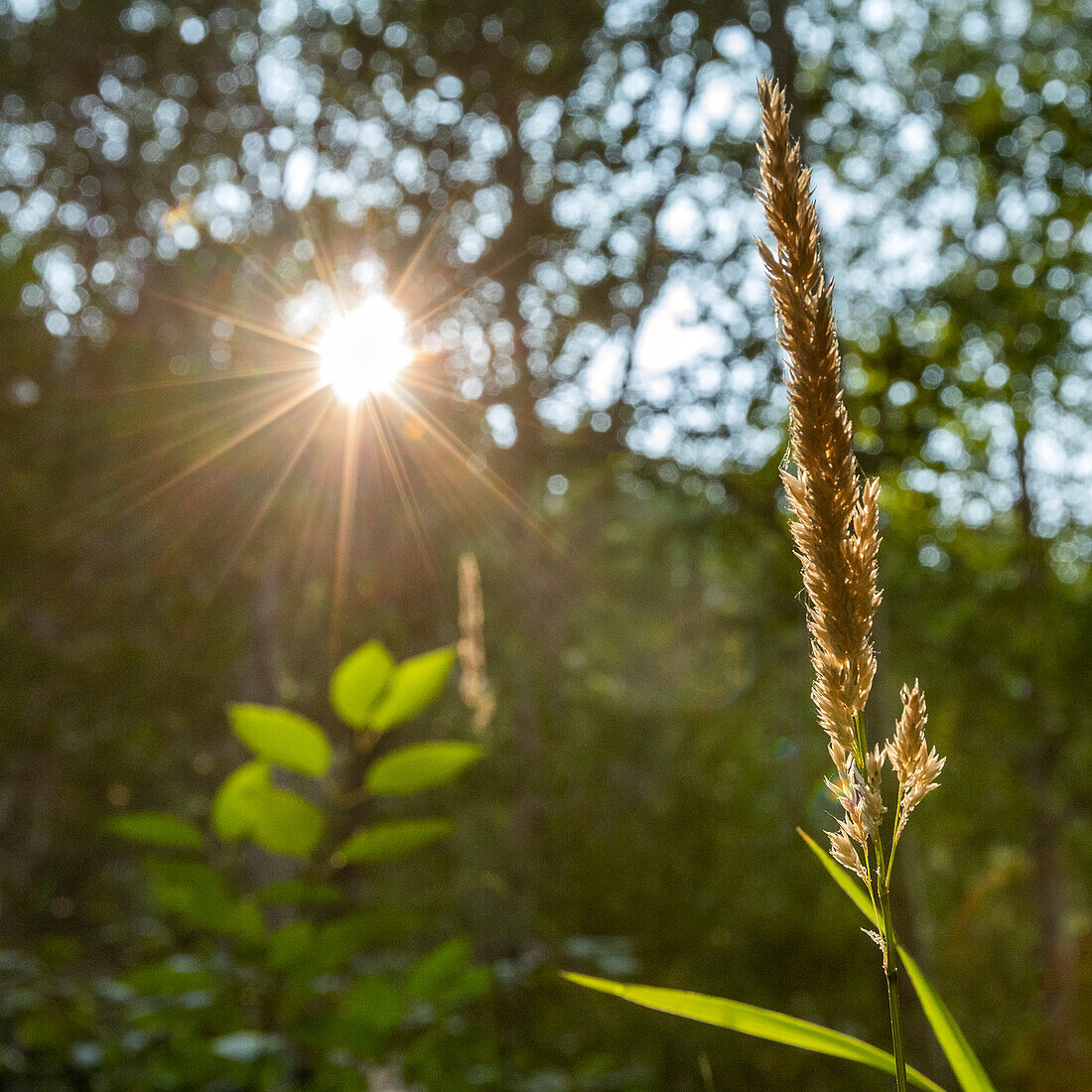 USA, Idaho, Hailey, Sun shining through tall green trees in forest