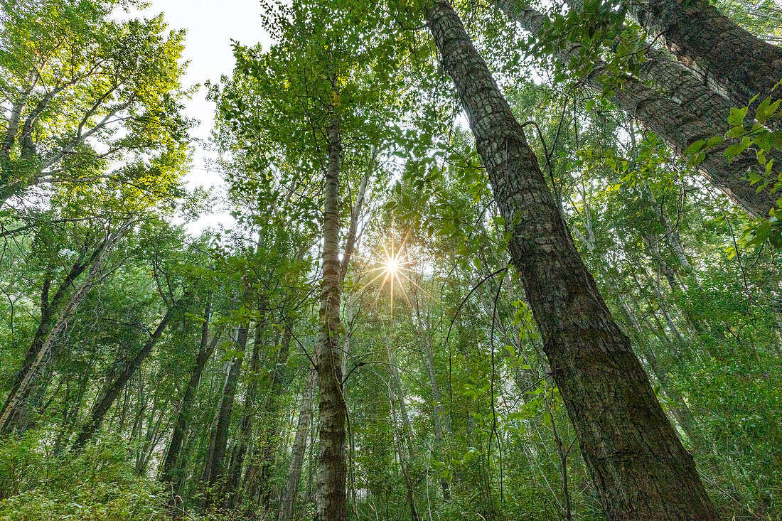 USA, Idaho, Hailey, Sun shining through tall green trees in forest