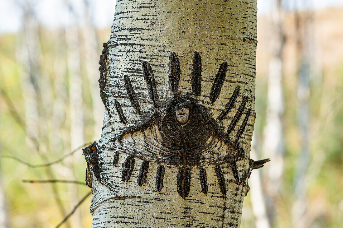 Augenförmiges Schnitzen im Espenbaum