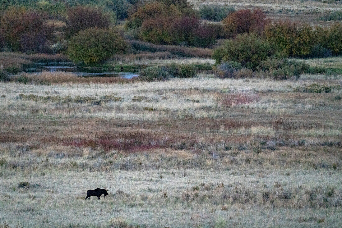 USA, Idaho, Bellevue, Bull moose in field at dusk