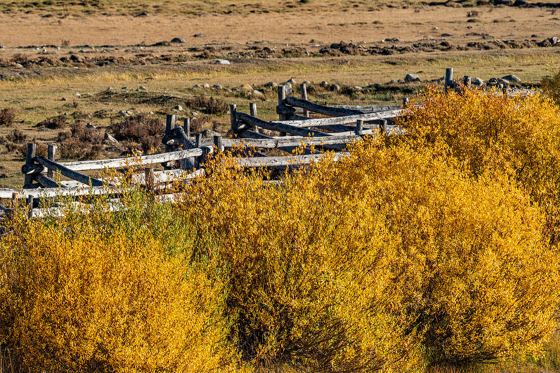 USA, Idaho, Stanley, Fall foliage and rail fence near Sun Valley