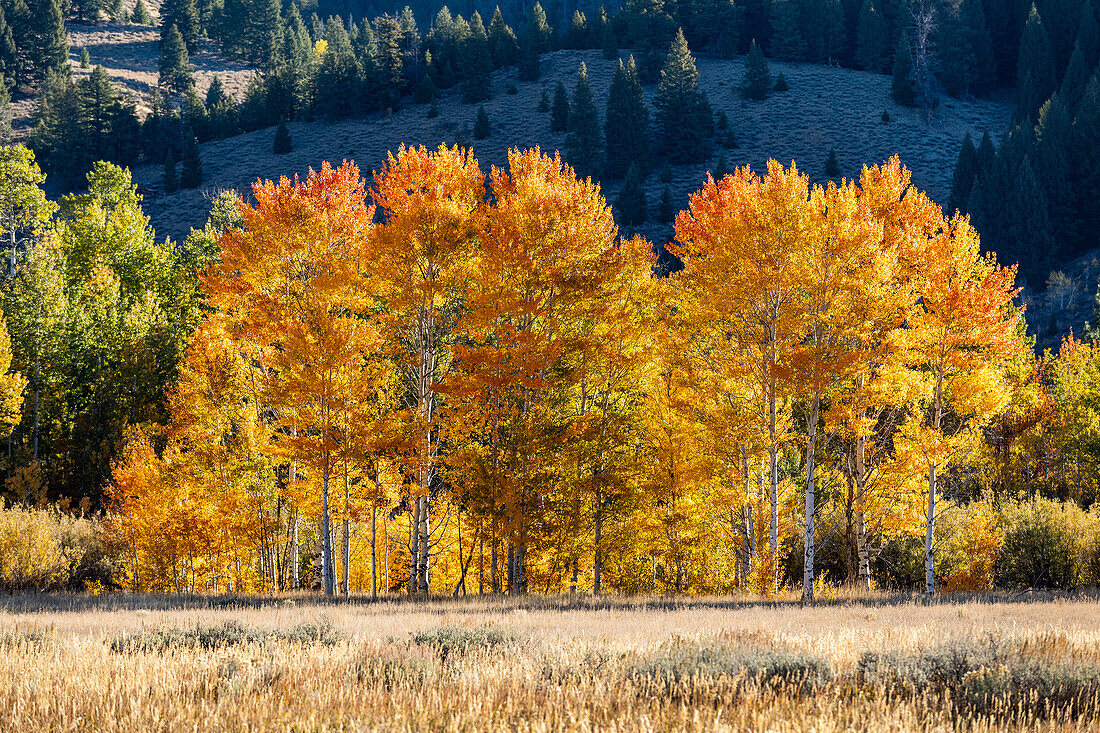 USA, Idaho, Sun Valley, Fall foliage