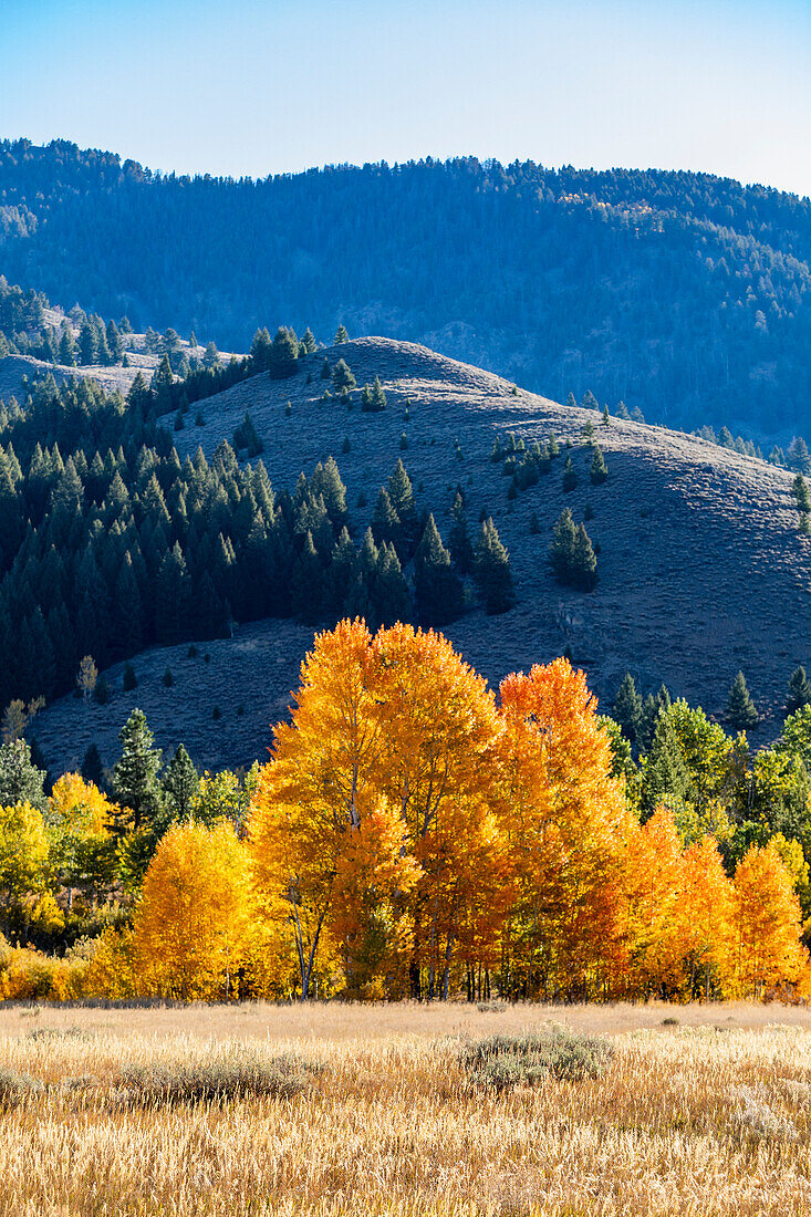 USA, Idaho, Sun Valley, Fall foliage
