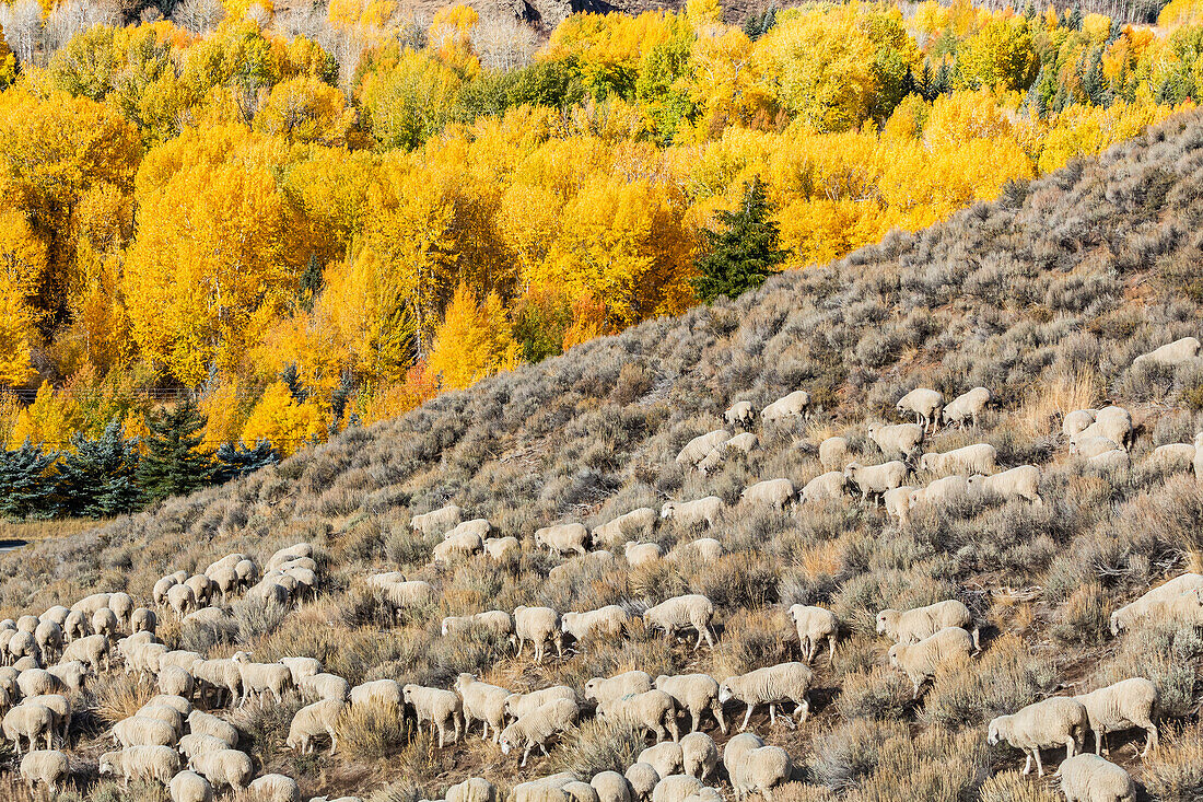 Flock of sheep on hillside ahead of Trailing of the Sheep Festival