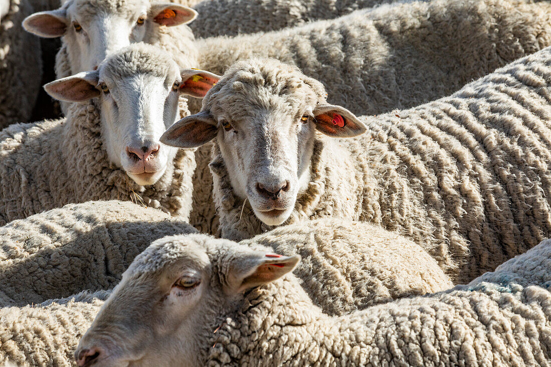 Flock of sheep in field ahead of Trailing of the Sheep Festival