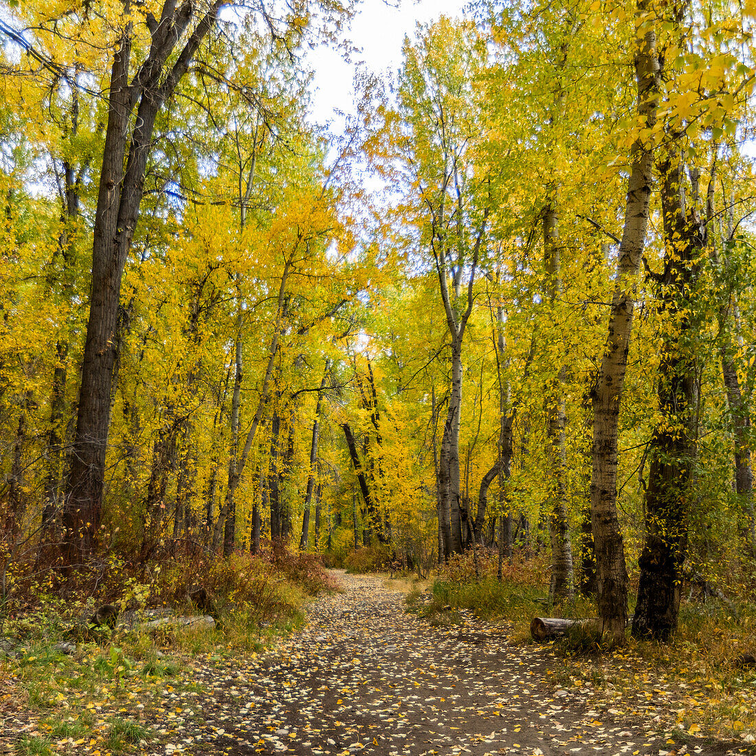 USA, Idaho, Hailey, Footpath covered with fallen leaves in Autumn forest