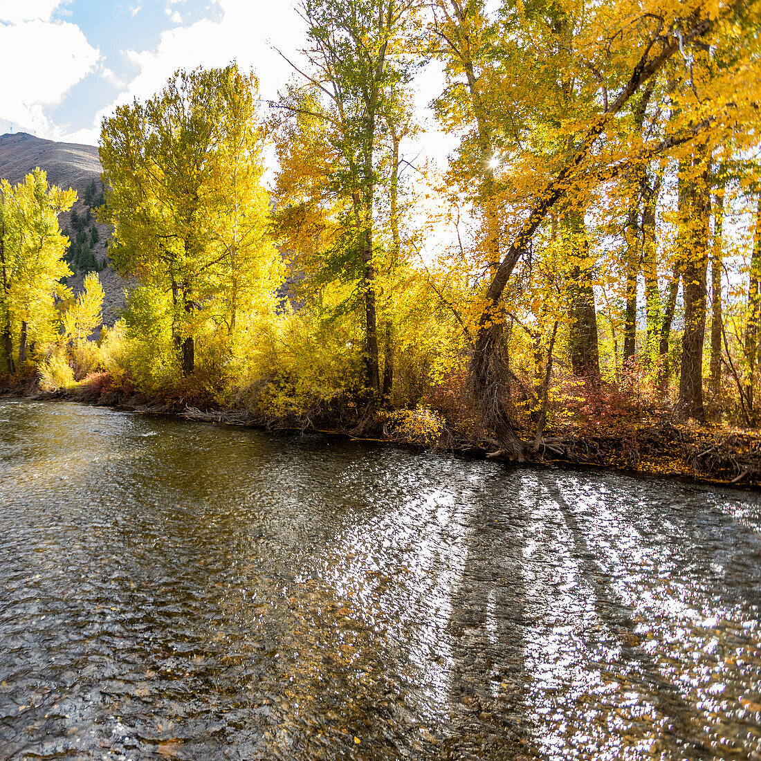 USA, Idaho, Hailey, Fluss und gelbe Bäume im Herbst