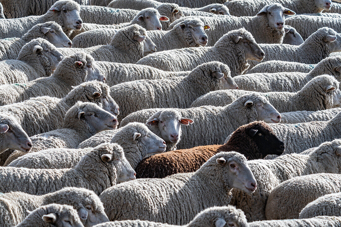 Flock of sheep in field ahead of Trailing of the Sheep Festival