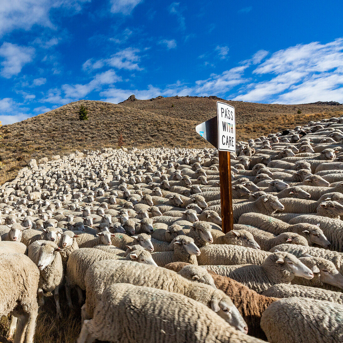 USA, Idaho, Ketchum, Flock of sheep on hill ahead of Trailing of the Sheep Festival