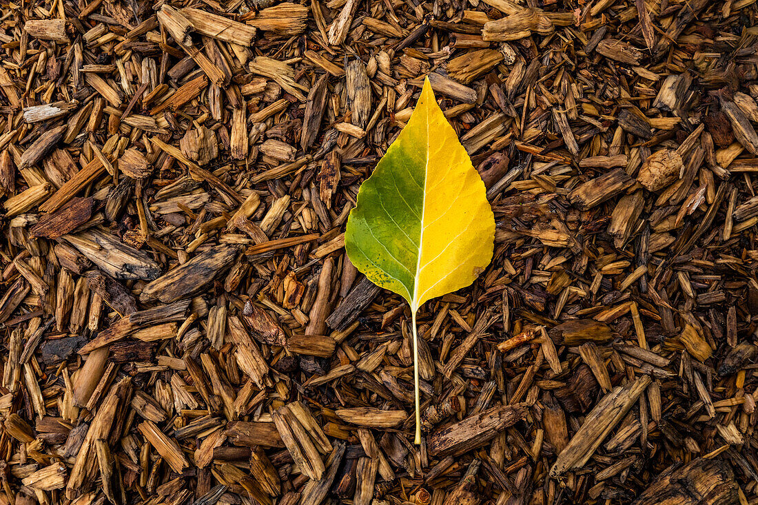 Aspen leaf changing color from summer to fall