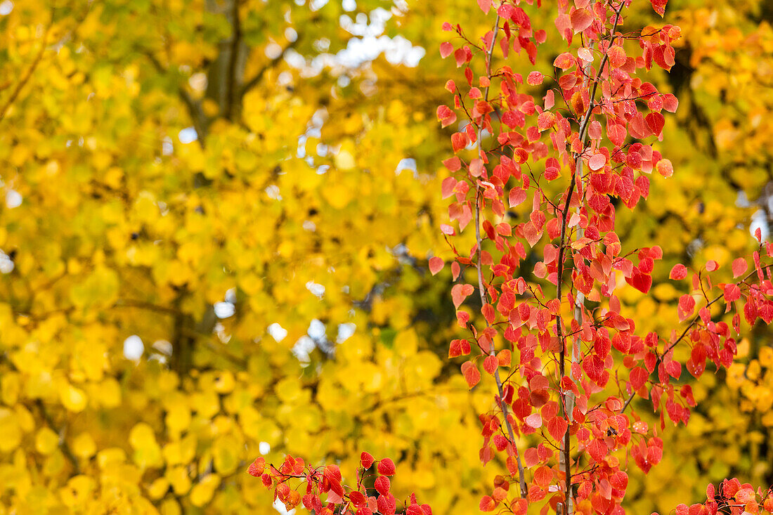 USA, Idaho, Ketchum, Nahaufnahme der gelben und roten Bäume im Herbst