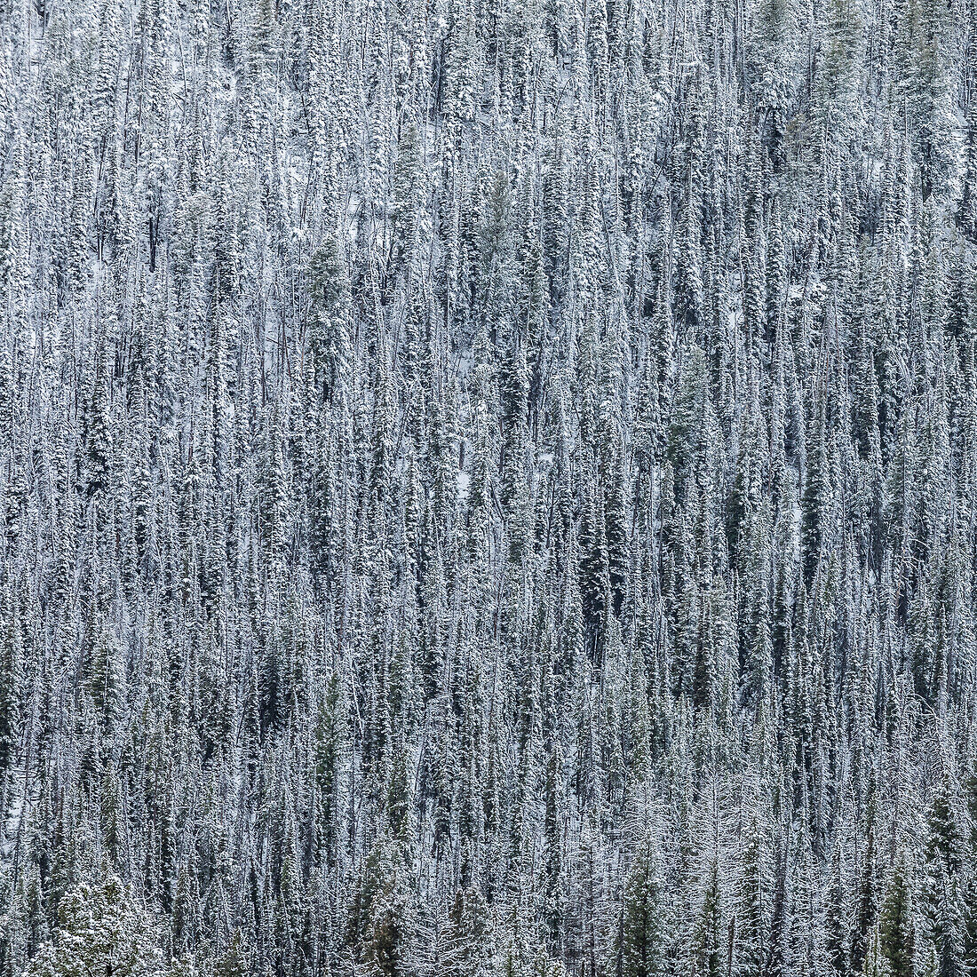 USA, Idaho, Stanley, erhöhte Ansicht des Pinienwaldes im Winter