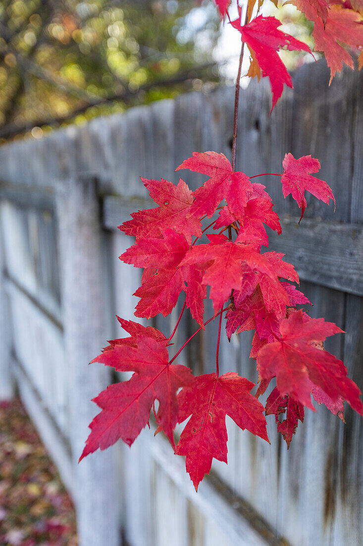 Autumn leaves of maple tree