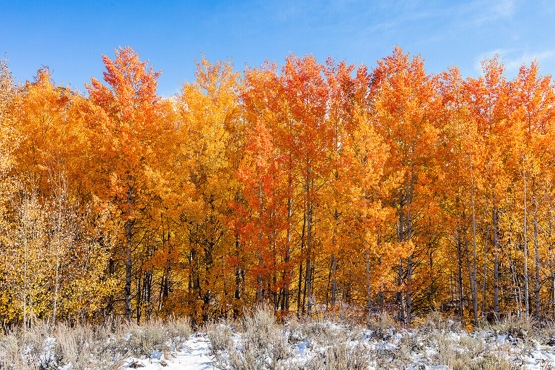USA, Idaho, Ketchum, Herbstlaub im Wald
