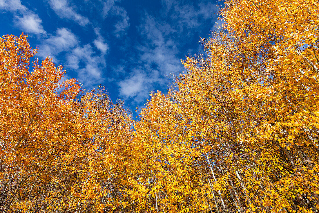 USA, Idaho, Ketchum, Yellow autumn trees
