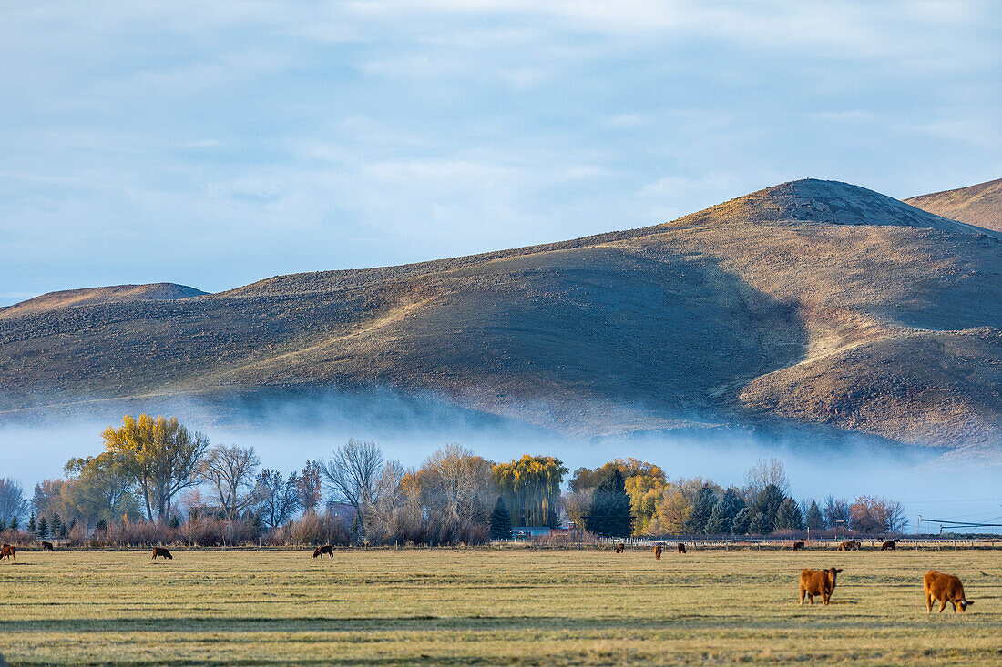 USA, Idaho, Bellevue, Kühe im Feld mit Morgennebel im Herbst bedeckt