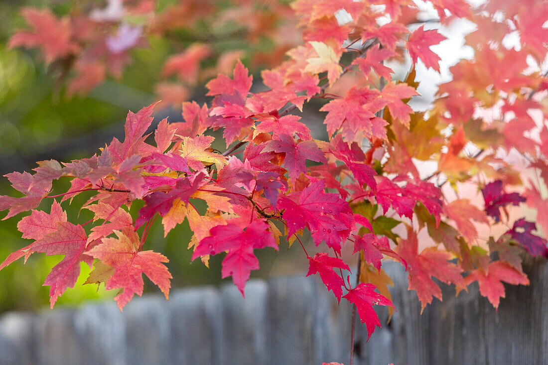 Herbstblätter des Ahornbaums