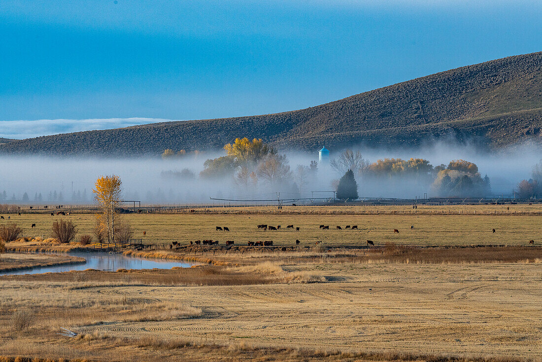 USA, Idaho, Bellevue, Cows grazing in field covered with morning mist in Autumn