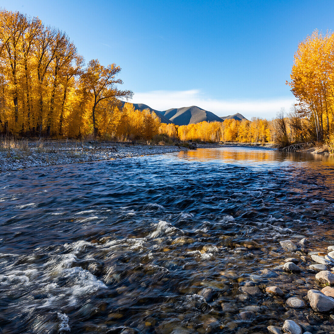 USA, Idaho, Bellevue, Big Wood River and yellow trees in Autumn