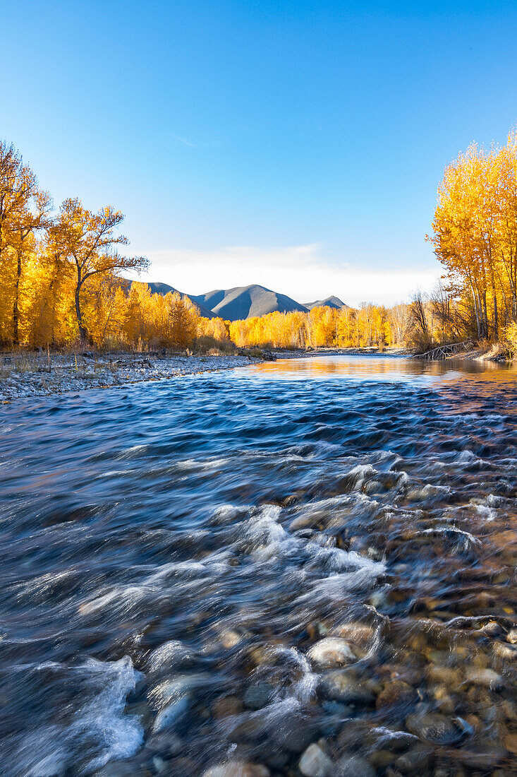 USA, Idaho, Bellevue, Big Wood River and yellow trees in Autumn