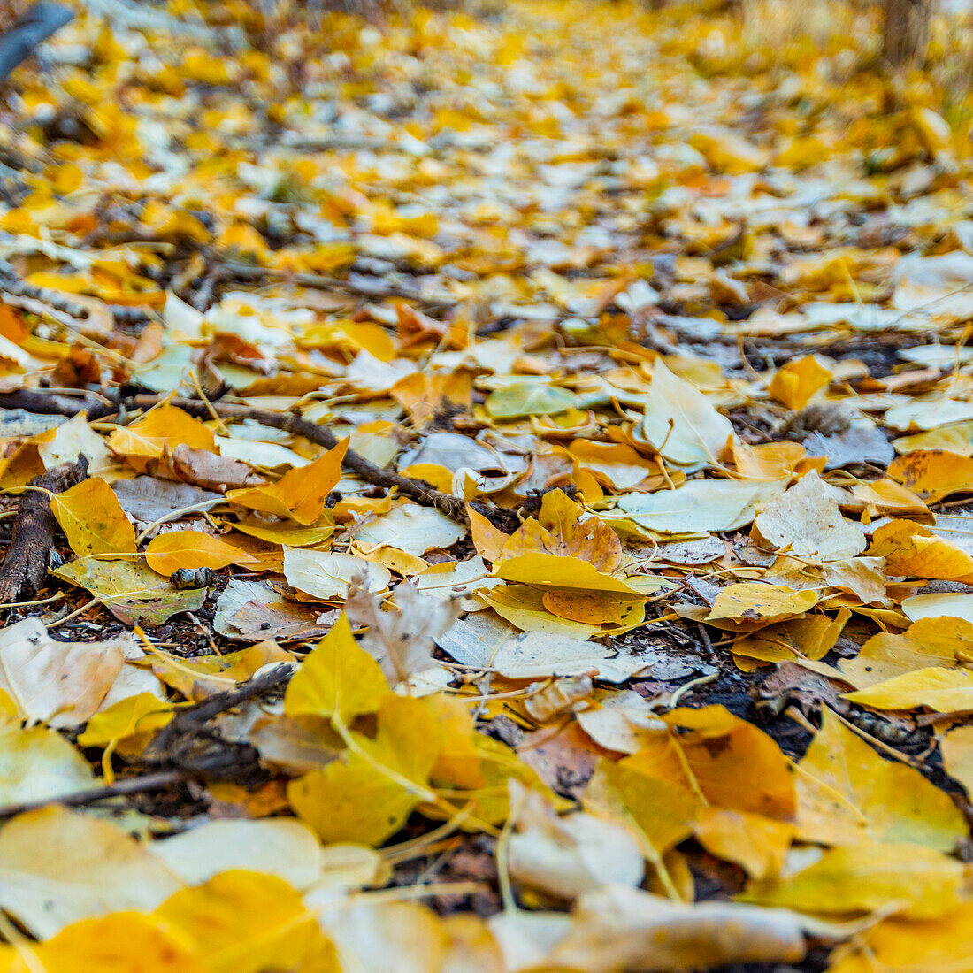 Close-up of footpath covered with yellow Autumn leaves