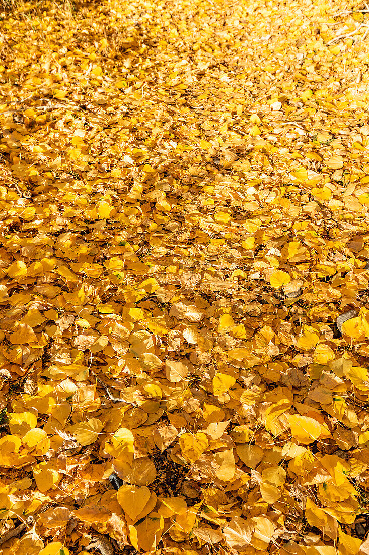 Gelbes Herbstlaub auf dem Boden