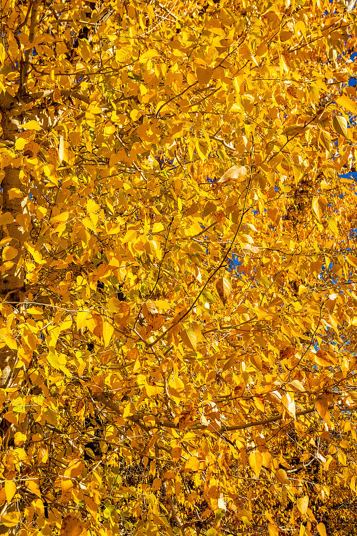 Nahaufnahme des Baums mit gelben Blättern im Herbst