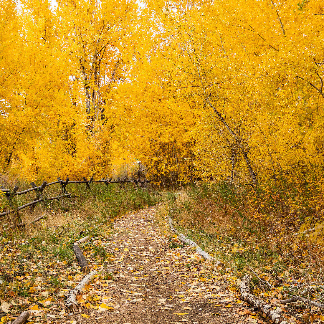 USA, Idaho, Bellevue, Fußweg und gelbe Bäume im Herbst