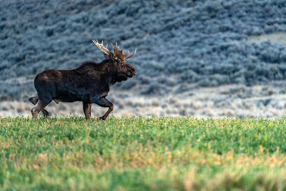 USA, Idaho, Bellevue, Bull moose (Alces alces) walking in grassy field