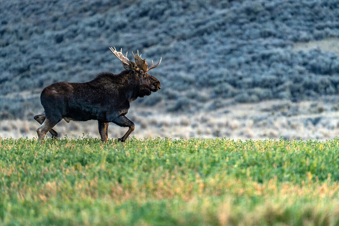 USA, Idaho, Bellevue, Elchbulle (Alces Alces) zu Fuß in Wiese