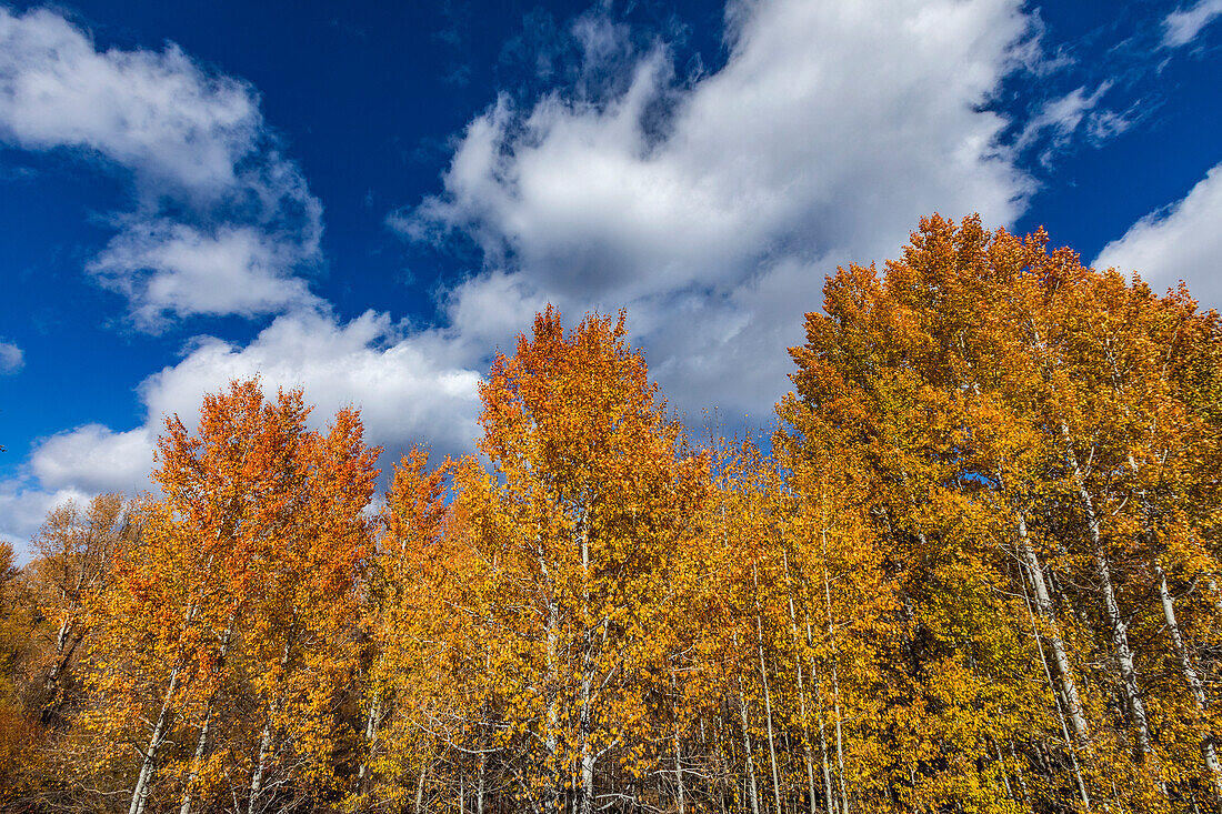USA, Idaho, Ketchum, gelbe Bäume im Herbst