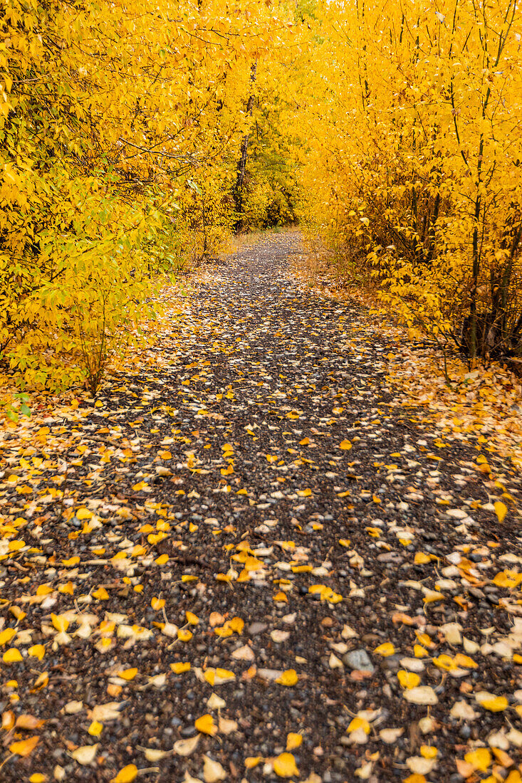 USA, Idaho, Bellevue, Wanderweg durch gelbes Herbstlaub