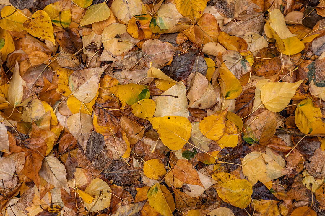 Close-up of yellow autumn leaves