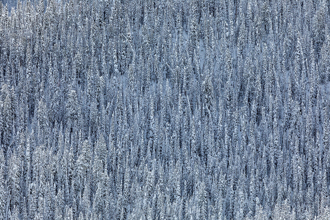 USA, Idaho, Ketchum, Dense snowy forest in winter
