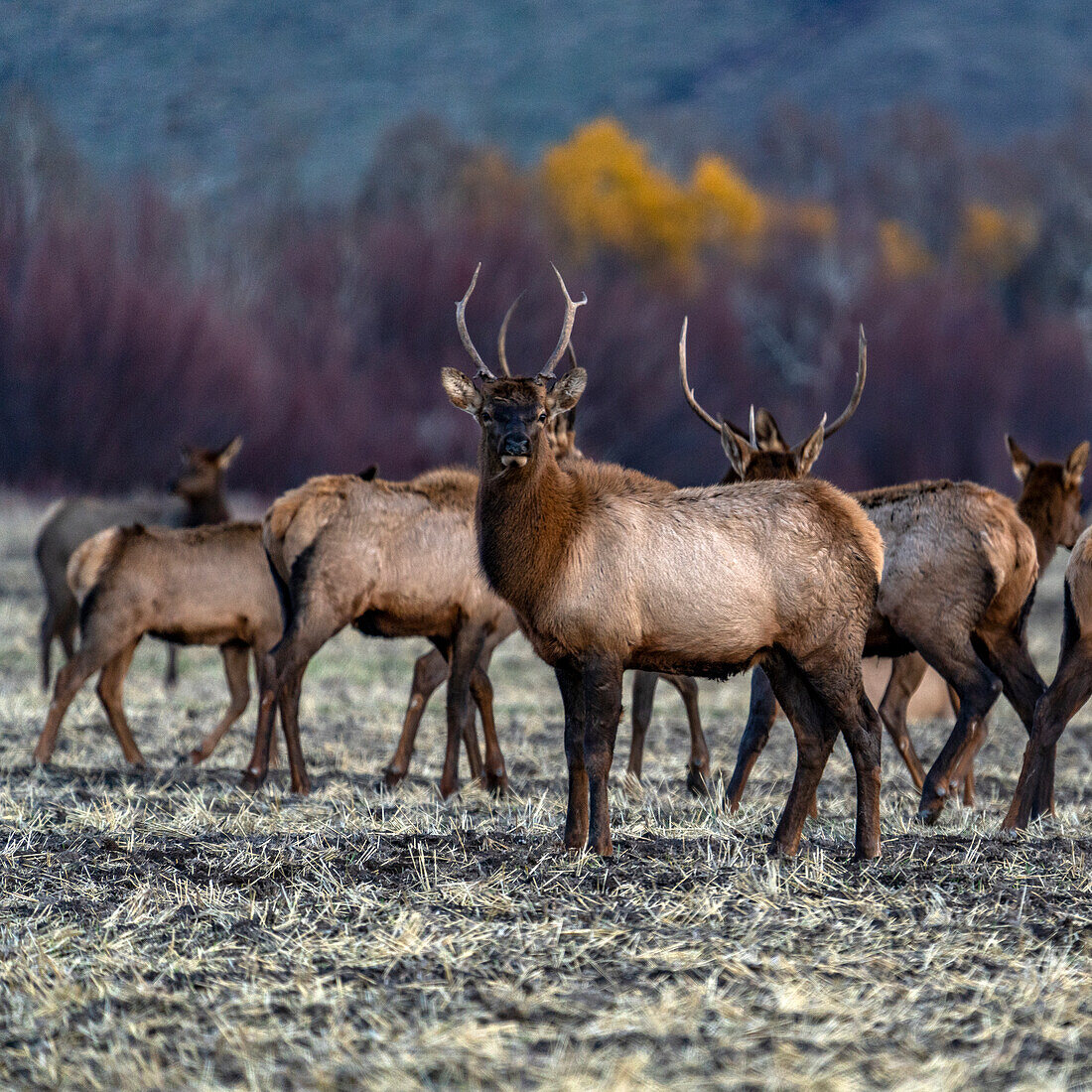 USA, Idaho, Bellevue, Bull elk among elk herd