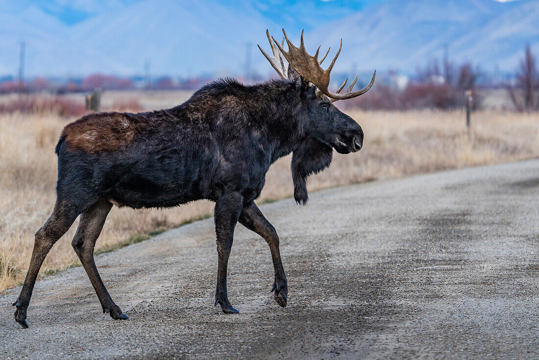 USA, Idaho, Bellevue, Bull moose crossing rural road